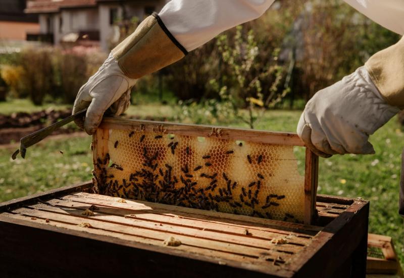 Srebro i zlato održavaju pčele zdravim - Trebinje: Srebro i zlato održavaju pčele zdravim